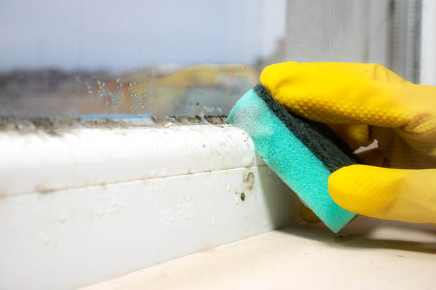 Best Emergency Mold Remediation  in Ossun, LA